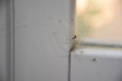 Holocnemus pluchei