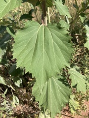 Cyclachaena xanthiifolia