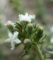 Thesium pubescens