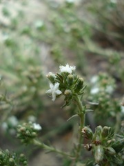 Thesium pubescens