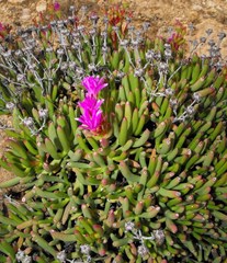 Ruschia viridifolia