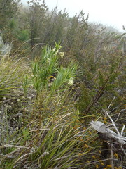 Gomphocarpus fruticosus fruticosus