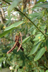 Codariocalyx motorius