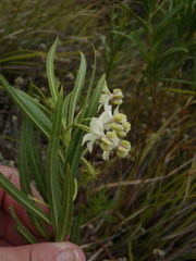 Gomphocarpus fruticosus fruticosus