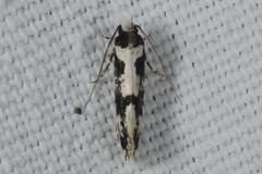 Neurothaumasia ankerella