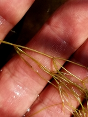 Potamogeton confervoides