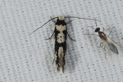 Neurothaumasia ankerella