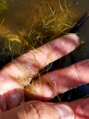 Potamogeton confervoides