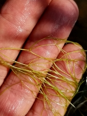 Potamogeton confervoides