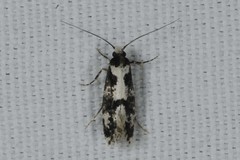 Neurothaumasia ankerella