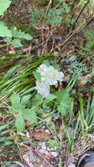 Astrantia major
