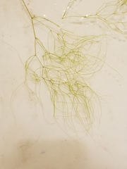 Potamogeton confervoides