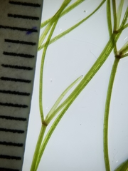 Potamogeton confervoides