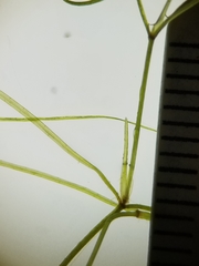 Potamogeton confervoides
