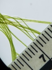 Potamogeton confervoides