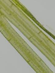 Potamogeton confervoides