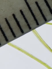 Potamogeton confervoides