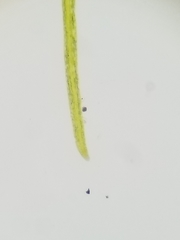 Potamogeton confervoides