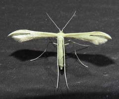 Hellinsia pectodactylus