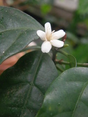Coffea anthonyi
