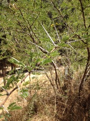 Vachellia horrida
