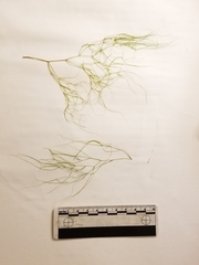 Potamogeton confervoides