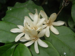 Coffea pseudozanguebariae