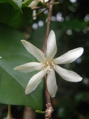 Coffea pseudozanguebariae