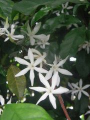 Coffea pseudozanguebariae