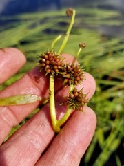 Sparganium fluctuans