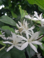 Coffea pseudozanguebariae
