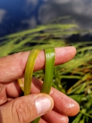 Sparganium fluctuans