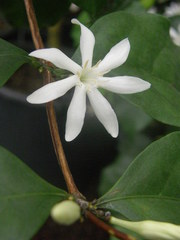 Coffea pseudozanguebariae