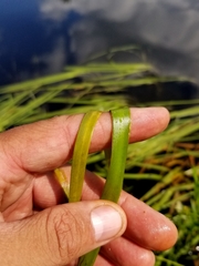 Sparganium fluctuans