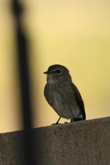 Muscicapa adusta adusta