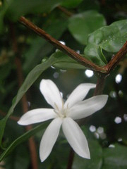 Coffea pseudozanguebariae