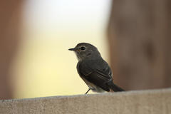 Muscicapa adusta adusta