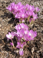 Colchicum bivonae