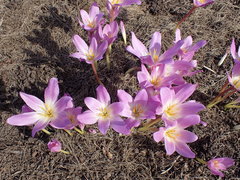 Colchicum speciosum