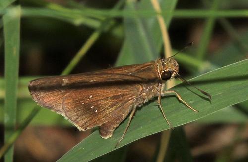 Long-horned Swift