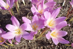 Colchicum speciosum