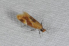 Epicallima formosella