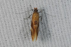 Epicallima formosella