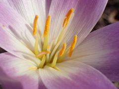 Colchicum speciosum