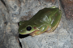 Ranoidea gilleni
