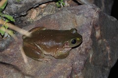 Ranoidea gilleni