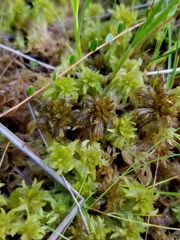 Sphagnum jensenii