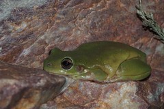 Ranoidea gilleni