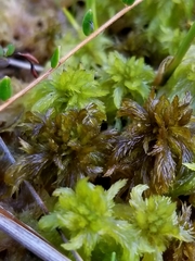 Sphagnum jensenii