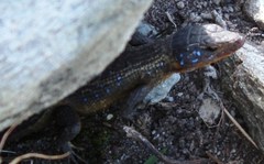 Ninurta coeruleopunctatus